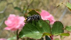 Megachile ferox