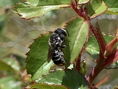 Megachile ferox