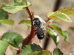 Megachile ferox