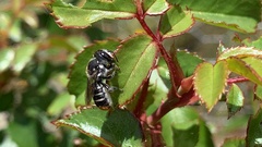 Megachile ferox
