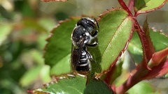 Megachile ferox