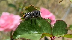 Megachile ferox