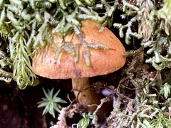 Neolentinus adhaerens