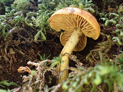 Neolentinus adhaerens