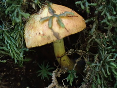 Neolentinus adhaerens