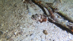 Scorpaenidae