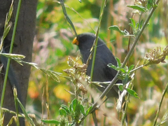 Catamenia analis