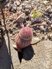 Echinocereus pectinatus pectinatus