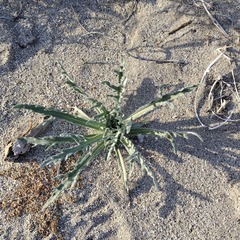 Baileya pauciradiata