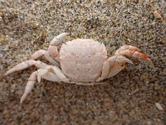Hemigrapsus crenulatus