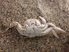 Hemigrapsus crenulatus