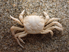 Hemigrapsus crenulatus