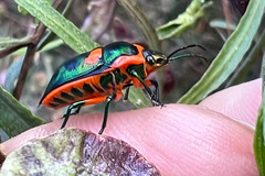 Scutiphora pedicellata