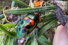 Scutiphora pedicellata