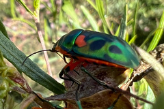Scutiphora pedicellata