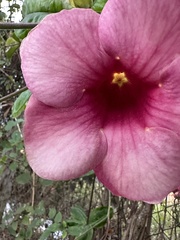 Allamanda blanchetii
