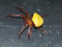 Araneus viridiventris