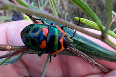 Scutiphora pedicellata