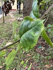 Allamanda blanchetii