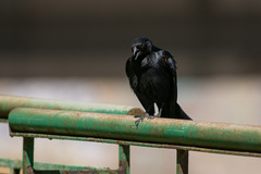 Screaming Cowbird photo 2