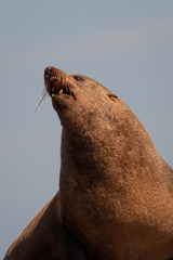 Arctocephalus pusillus pusillus