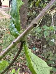 Allamanda blanchetii