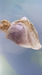 Dosima fascicularis