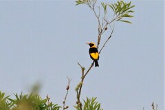 Sericulus chrysocephalus