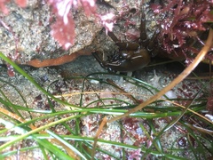 Taliepus nuttallii
