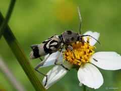 Chlorophorus macaumensis