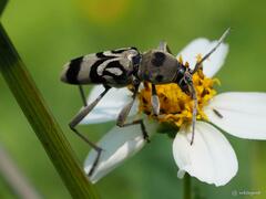 Chlorophorus macaumensis
