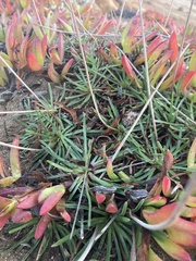 Armeria maritima californica