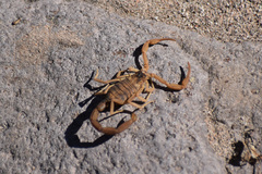 Centruroides
