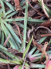 Armeria maritima californica