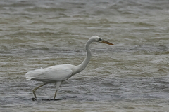 Ardea herodias occidentalis