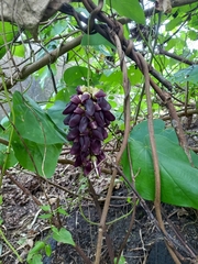 Mucuna