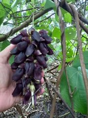 Mucuna