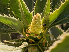 Stillingia spinulosa