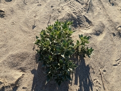 Stillingia spinulosa