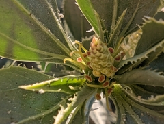 Stillingia spinulosa