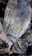 Tylopilus griseocarneus