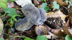 Tylopilus griseocarneus
