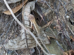 Sceloporus siniferus