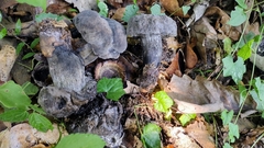 Tylopilus griseocarneus