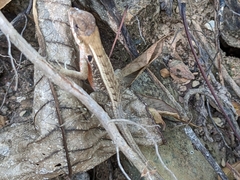 Sceloporus siniferus