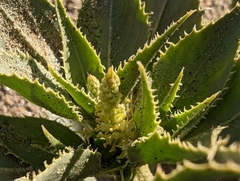 Stillingia spinulosa