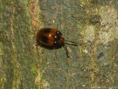 Stenotarsus bimaculipennis