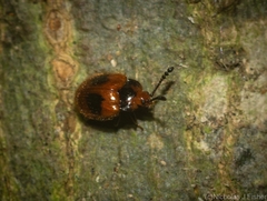Stenotarsus bimaculipennis
