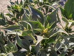 Stillingia spinulosa