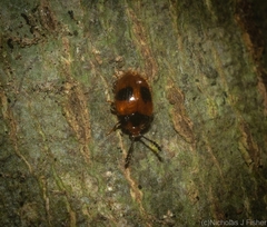 Stenotarsus bimaculipennis